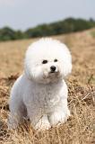 BICHON FRISE 107